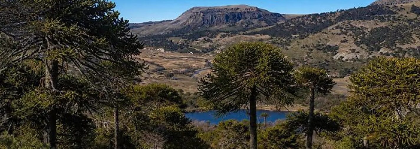 Flyer de Pino Hachado Trail 2027 – trail running en Pino Hachado, Neuquén